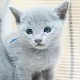 ロシアンブルー【神奈川県・男の子・2024年6月16日・ブルー】の写真2