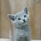 ロシアンブルー【神奈川県・男の子・2024年6月8日・ブルー】の写真2