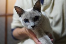 ロシアンブルー【・女の子・2022年3月3日・ブルー】