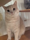 ブリティッシュショートヘア【・男の子・2024年4月30日・クリーム】