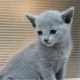 ロシアンブルー【神奈川県・男の子・2024年6月16日・ブルー】の写真5