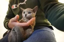 ロシアンブルー【神奈川県・女の子・2024年12月6日・ブルー】の写真13