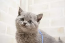 ブリティッシュショートヘア【神奈川県・男の子・2025年1月29日・ブルー】の写真14