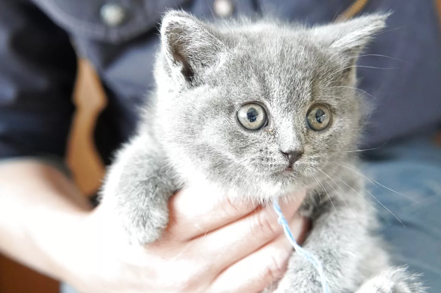 ID：2505-00213の子猫