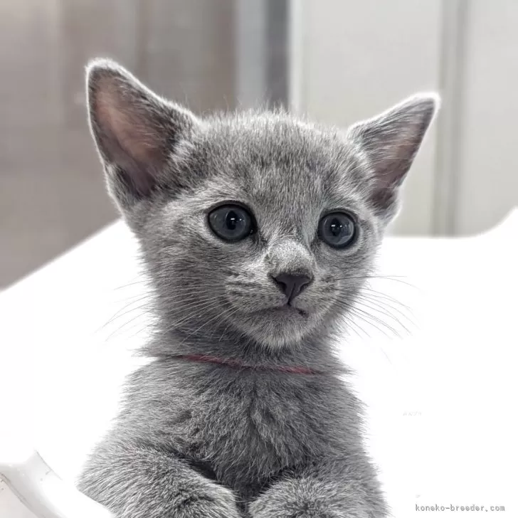 ID：2508-03227の子猫