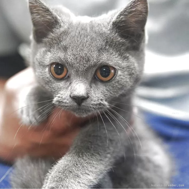 ID：2504-01413の子猫