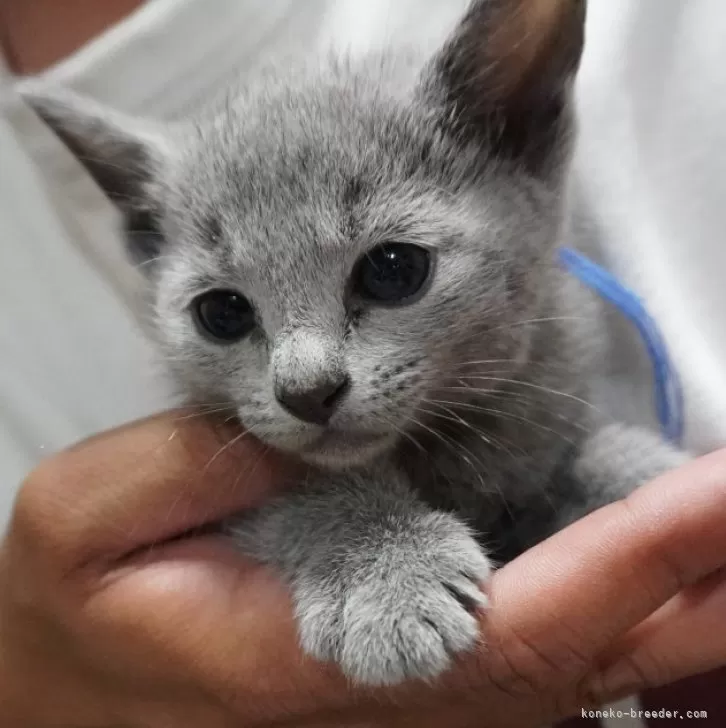 ID：2508-00146の子猫