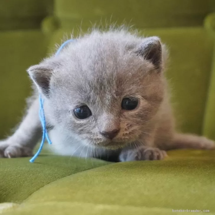 ID：2509-00049の子猫