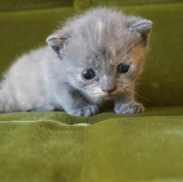 ブリティッシュショートヘア【神奈川県・女の子・2025年8月12日・ブルークリーム】の写真「可愛らしい赤ちゃんにゃんこ♪」