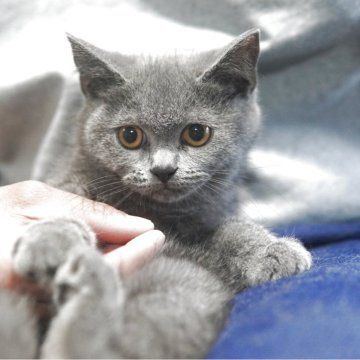 ブリティッシュショートヘア【神奈川県・女の子・2025年3月2日・ブルー】の写真「愛らしいお顔だちの女の子♪」
