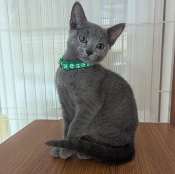 ロシアンブルー【神奈川県・男の子・2025年9月26日・ブルー】の写真「安定した月齢になってきました♪」