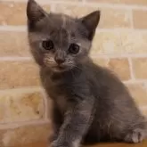 ブリティッシュショートヘア