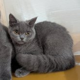 ブリティッシュショートヘア