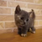 ブリティッシュショートヘア
