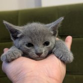 ロシアンブルー