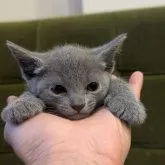 ロシアンブルー