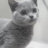 ブリティッシュショートヘア