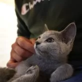 ロシアンブルー【神奈川県・女の子・2024年12月6日・ブルー】の写真2