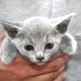 ロシアンブルー【神奈川県・女の子・2025年6月16日・ブルー】の写真2