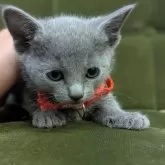 ロシアンブルー【神奈川県・女の子・2025年9月26日・ブルー】の写真2