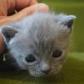 ブリティッシュショートヘア【神奈川県・男の子・2025年8月12日・ブルー】の写真4