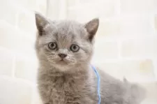 ブリティッシュショートヘア【神奈川県・男の子・2025年1月29日・ブルー】の写真4