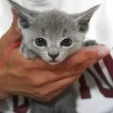 ロシアンブルー【神奈川県・女の子・2025年6月16日・ブルー】の写真4