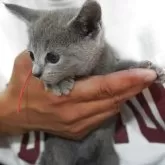 ロシアンブルー【神奈川県・女の子・2025年6月16日・ブルー】の写真5