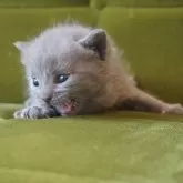 ブリティッシュショートヘア【神奈川県・男の子・2025年8月12日・ブルー】の写真5