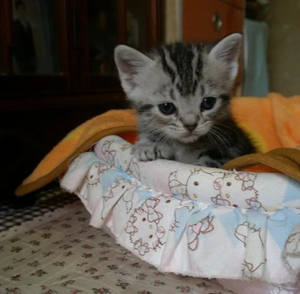 ID:1309-00139の子猫
