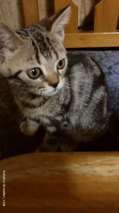 ID：1910-00856の子猫