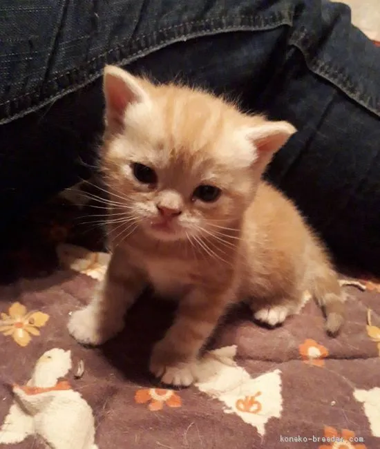 ID:2004-02323の子猫