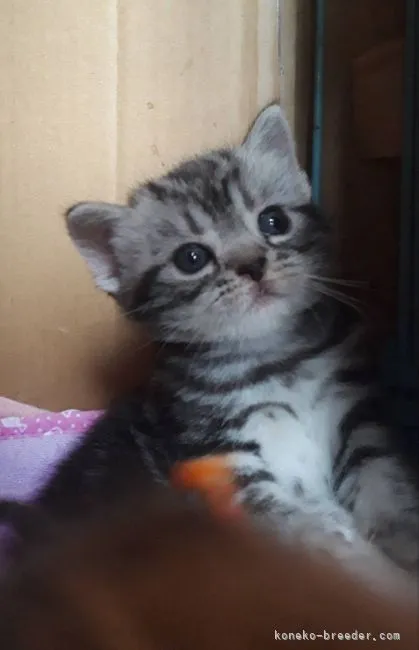 ID:2106-01987の子猫