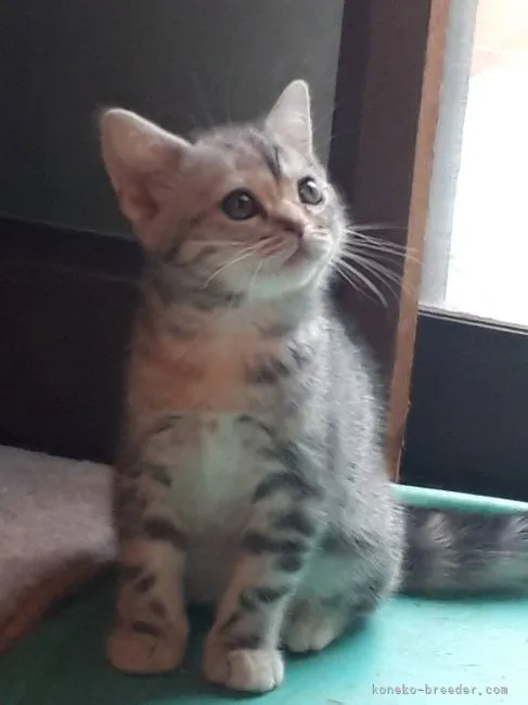 ID：2204-03133の子猫