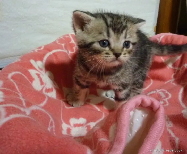 青木 様のお迎えした子猫