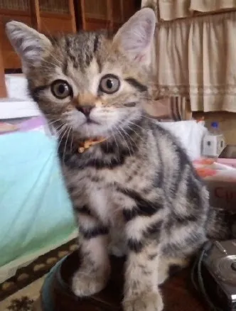 ID：1403-00296の子猫