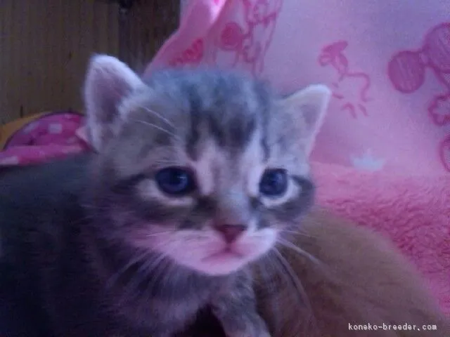 ID：1704-00223の子猫