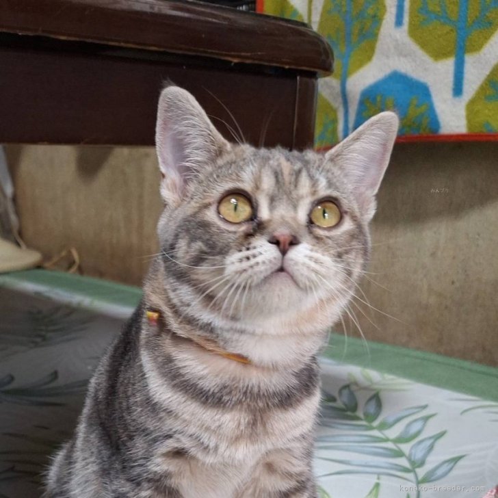 cat_img_1_8a47684d9853.jpg