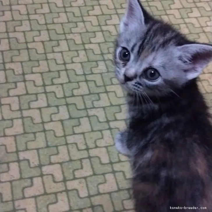 ID：2208-02191の子猫