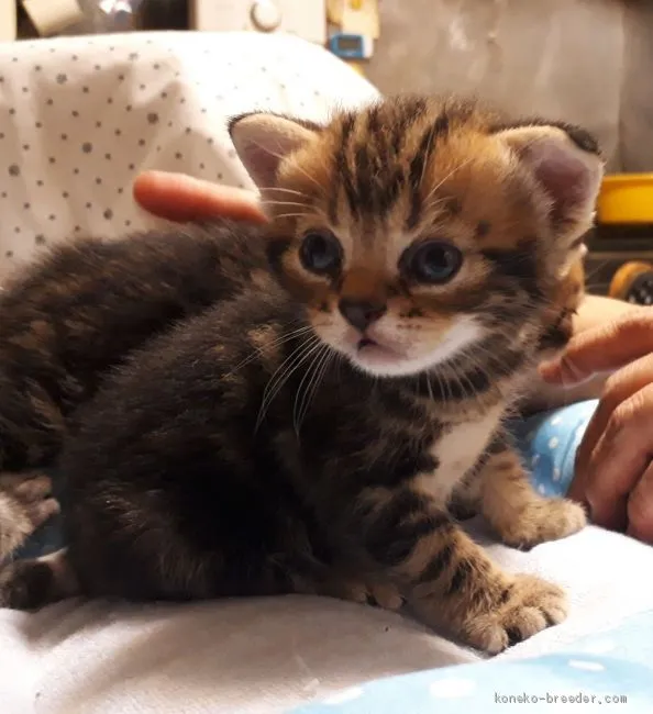 ID：1908-00729の子猫