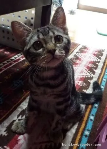 ID：1707-00174の子猫