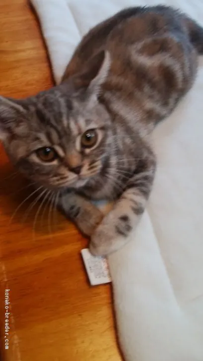 ID：2101-00376の子猫