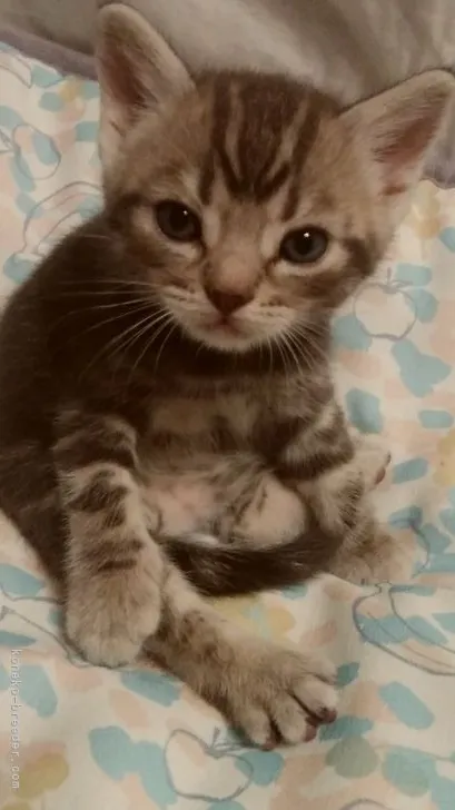ID:2107-02557の子猫