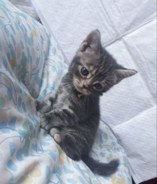 アメリカンショートヘア【神奈川県・女の子・2021年6月5日・ブルーパッチドタビー】の写真「もんだいなしの美人さん😉」