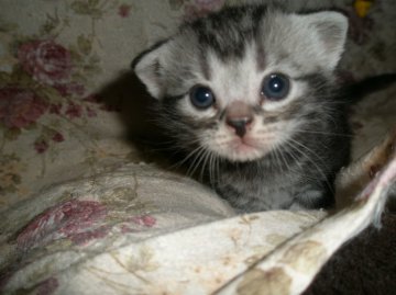 アメリカンショートヘア【神奈川県・男の子・2014年3月13日・シルバータビー】の写真「パパはCFAチャンピオン　超甘えん坊」