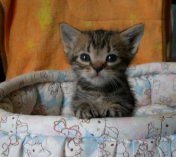 アメリカンショートヘア【神奈川県・男の子・2013年8月17日・ブラウンタビー】の写真「カラーの綺麗な美男子。」