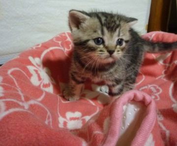 アメリカンショートヘア【神奈川県・男の子・2015年11月27日・シルバータビー】の写真「一人っ子の甘えん坊ママが大好き」