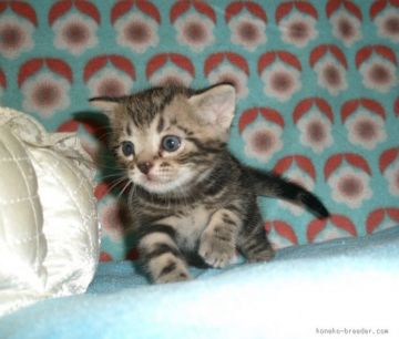 アメリカンショートヘア【神奈川県・男の子・2015年6月10日・ブラウンタビー】の写真「パパはCFAチャンピオン　超甘えん坊」