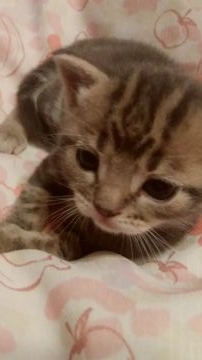 アメリカンショートヘア【神奈川県・男の子・2021年6月5日・ブルータビー】の写真「落ち着きがある  可愛い男の子❗」