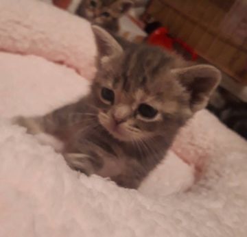 アメリカンショートヘア【神奈川県・女の子・2020年10月5日・ブルーパッチドタビー(やわらかでふわふわ)】の写真「と~ても可愛く成長しています💕」